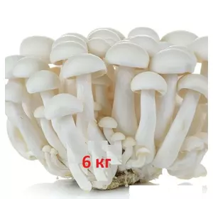Мицелій зерновий опенька білого  1 кг (Шимеджі, HYPSIZYGUS MARMOREUS, БУКОВЫЙ ГРИБ) 