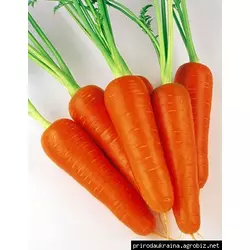 Морковь Абликсо F1 1 гр