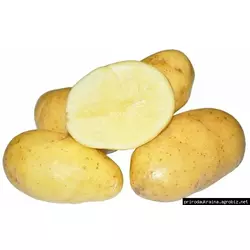 Картофель посевной Румба