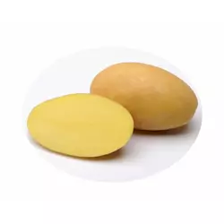 Картопля насіннева   Берніна (1 репродукція)