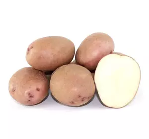 Картопля насіннева  Фотинія(1 репродукція )