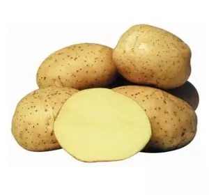Картопля насіннева Корінна (Corinna)
