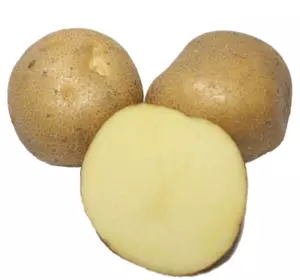  Картопля насіннева Скарбниця