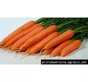 Морковь Лагуна F1 1 гр