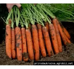 Морковь Нантиндо F1 1 гр