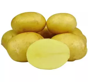 Картопля насінева   Джеллі (1 репродукція)