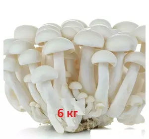 Мицелій зерновий опенька білого  6 кг (Шимеджі, HYPSIZYGUS MARMOREUS, БУКОВЫЙ ГРИБ) 