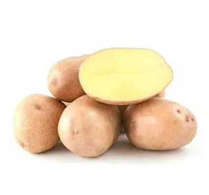  Картопля насіннева Мирослава
