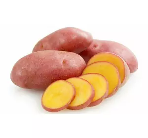 Картопля насінева   Ред Фентезі (1 репродукція)