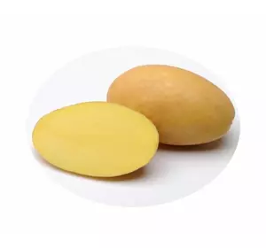 Картопля насіннева   Берніна (1 репродукція)