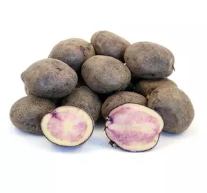 Картопля насінева   Марфуша (1 репродукція)